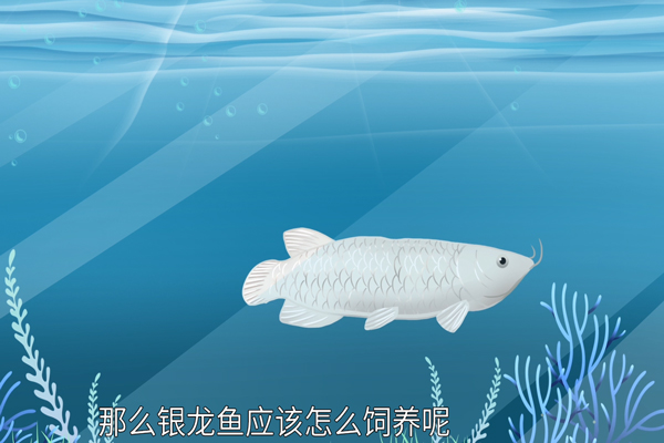 银龙鱼,养鱼方法