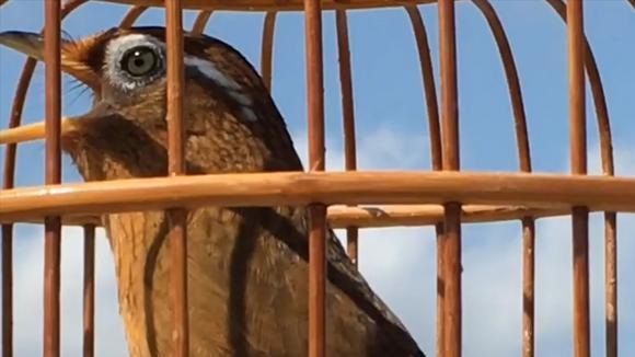 画眉鸟叫声嘶哑怎么办? 画眉鸟叫声嘶哑是什么原因