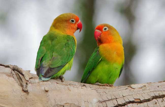 虎皮鹦鹉在繁殖过程中需要注意什么？