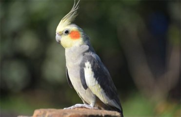 宠物鸟越养越胖是什么症状
