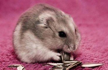 家养的仓鼠得皮肤病怎么办