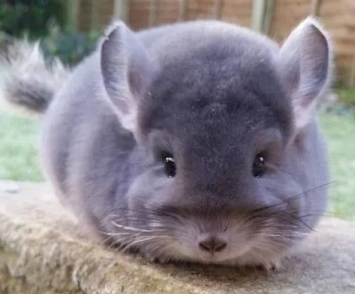 龙猫几个月大开始训练比较好