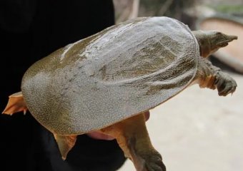 钓甲鱼应该用什么鱼饵