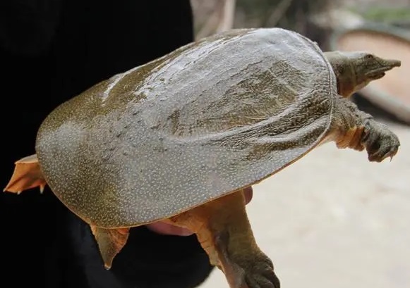 钓甲鱼用什么鱼饵