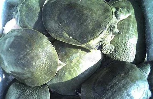 养甲鱼,孵化甲鱼蛋