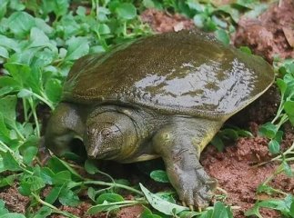 甲鱼最长可以活多久