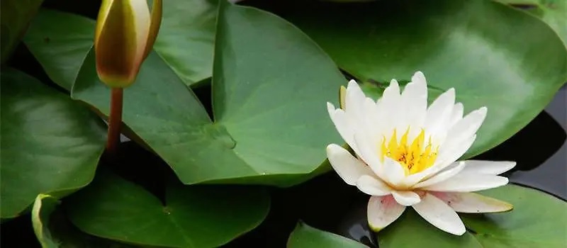睡莲,养花知识