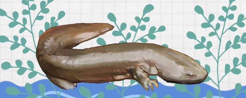 娃娃鱼,保护动物,两栖动物