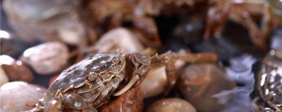 溪里的螃蟹产卵多久出小螃蟹