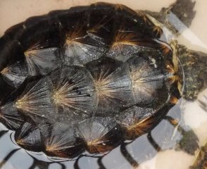 鳄龟冬眠的时候需要注意哪些？