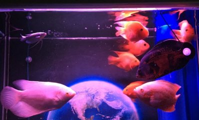 淘宝买的鱼苗用什么消毒