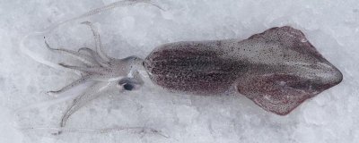 钓鱿鱼必备技巧介绍