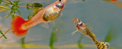 孔雀鱼可以和小鱼一起混养吗