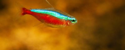 鱼缸养宝莲灯鱼一般能活多久