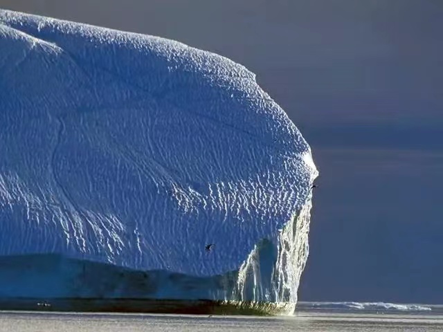 地球上有哪些史前生物遗骸被发现了