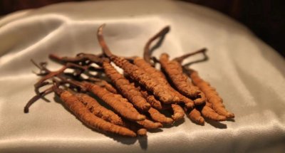 冬虫夏草为什么一定要野生的