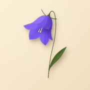 Blume