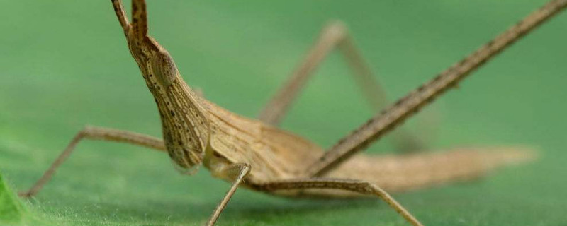 蚱蜢和蝗虫是一种昆虫吗