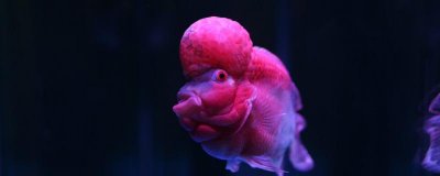 养罗汉鱼应该在过滤材料里放什么，在装饰品里放什么？