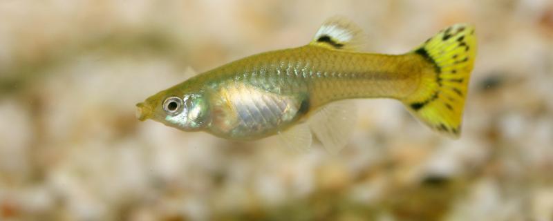 孔雀鱼迟迟不生的原因，怎么生？