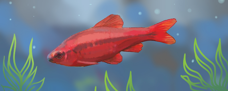 樱桃灯笼鱼好养吗，谈谈灯笼鱼习性？