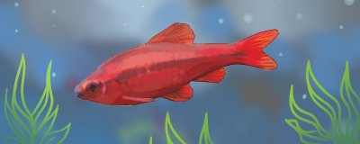 樱桃灯笼鱼好养吗，谈谈灯笼鱼习性？