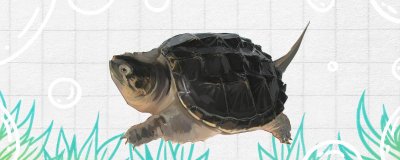 小鳄鱼吃什么？给鳄龟喂食要注意什么