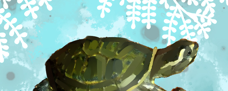 新手养殖:冠背龟好养吗,怎么养 新手养殖:冠背龟好养吗,怎么养