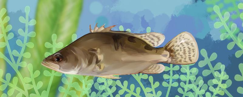 秋冬怎么钓鳜鱼,有哪些技巧? 秋冬怎么钓鳜鱼,有哪些技巧?