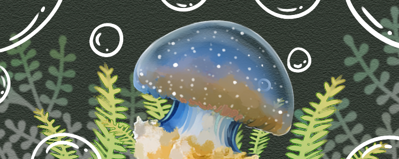 红色水母能摸到它吗，会中毒吗？