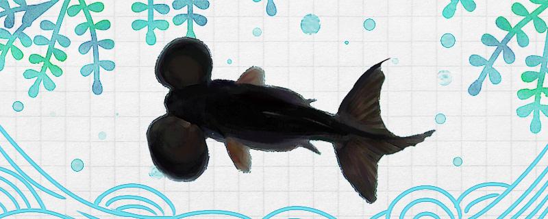 养一条水泡眼金鱼容易吗?怎么做? 养一条水泡眼金鱼容易吗?怎么做?