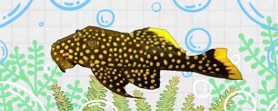 黄翅珍珠异形鱼好养吗，怎么养？