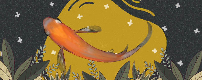 养观背青鳉鱼容易吗，怎么养？