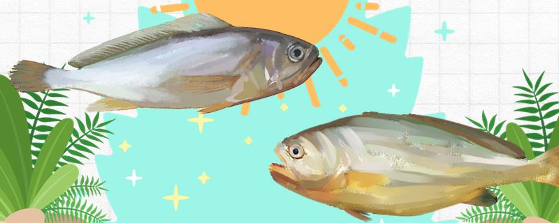 梅子鱼和小黄鱼一样吗？有什么区别？