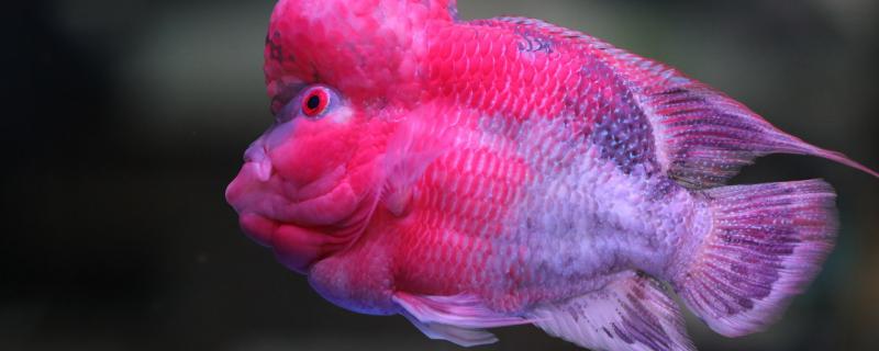 罗汉鱼需要多久开始，怎么养？