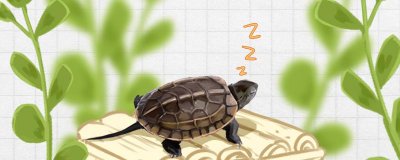 中华草龟能不能干养，水位合适吗？