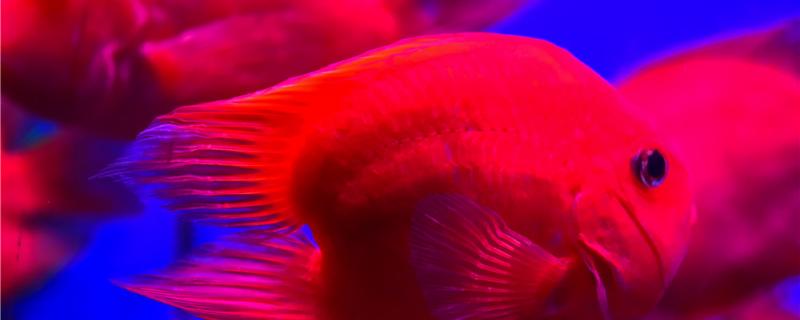 鹦鹉鱼尾怎么变黑?怎么解决?
