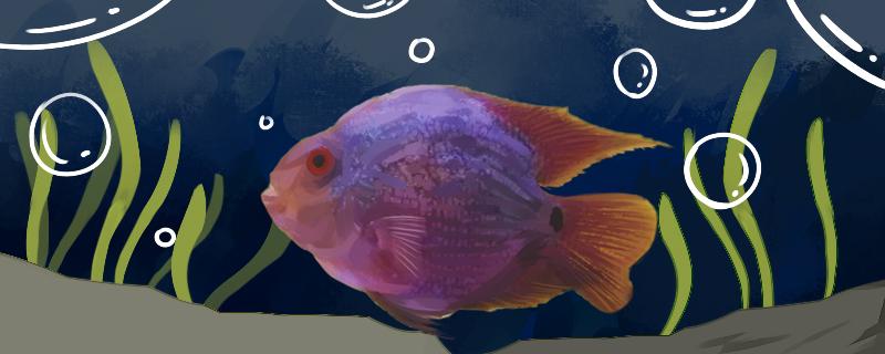 鹦鹉鱼撒种该怎么办?它怎么能繁殖小鱼?