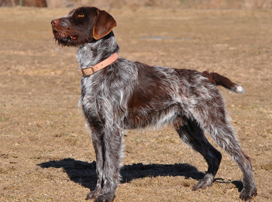 刚毛指示格里芬犬