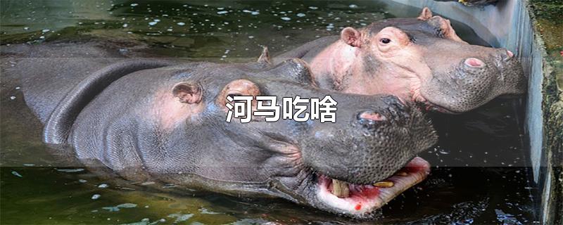 河马平时都吃什么