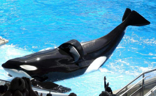 虎鲸和抹香鲸是天地吗?