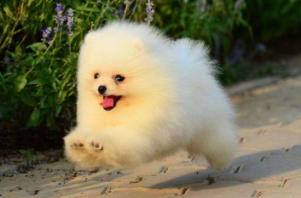 养狗知识,博美,狗粮