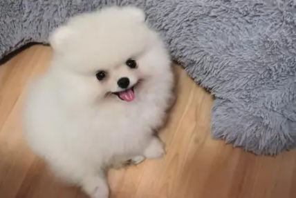 博美吃狗粮要泡软吗