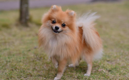 天气热怎么让狗狗吃狗粮