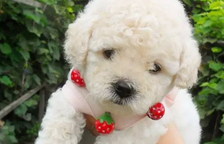 三个月狗狗乱拉乱尿怎么训练