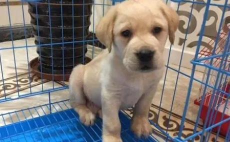 三个月狗狗不听话可以打吗