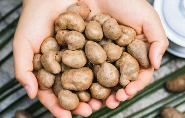 山药和山药豆的营养价值有区别吗？