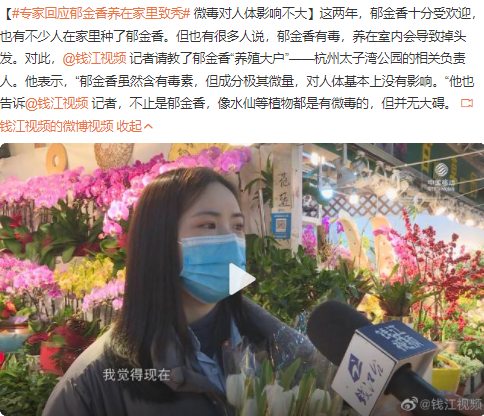 郁金香可以养在室内吗?