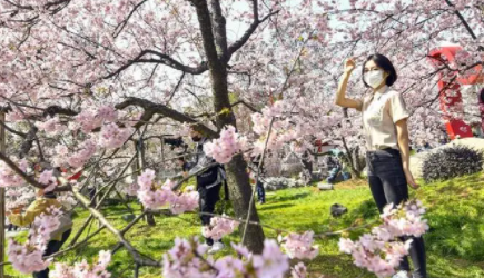 2022年武汉磨山樱花园什么时候开放？