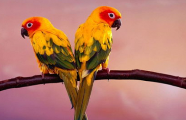 鹦鹉突然死亡的原因是什么？